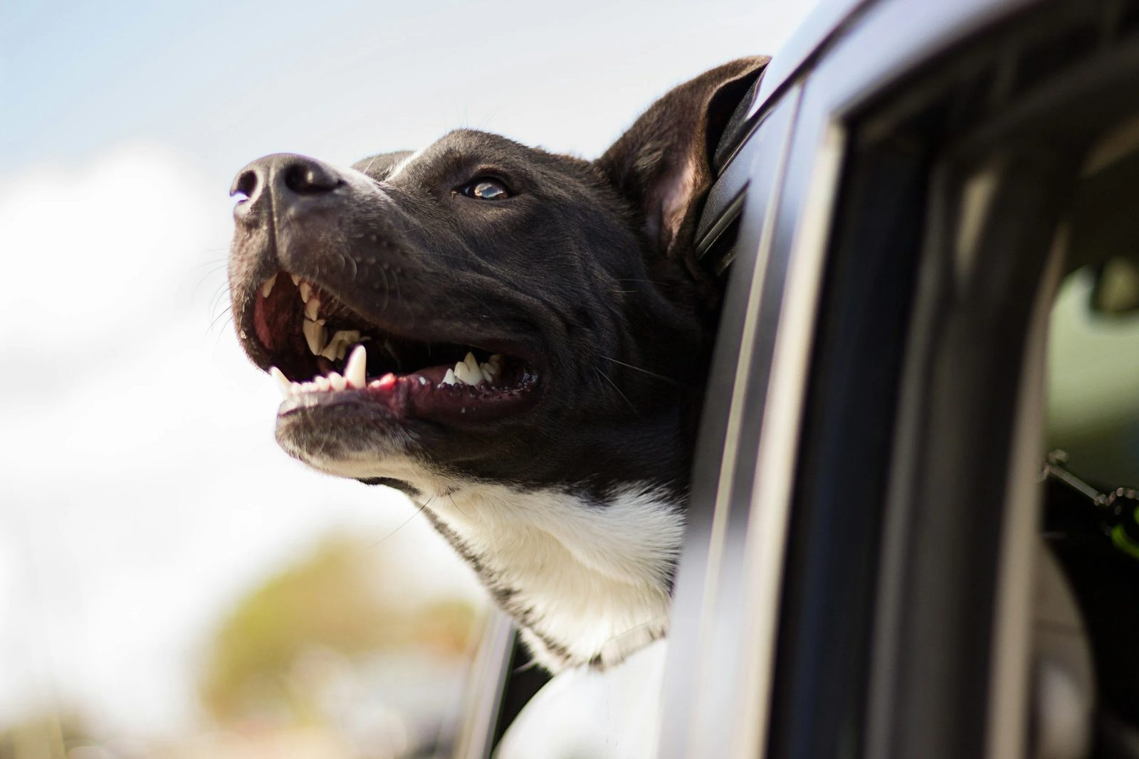 A happy dog with its head out a car window