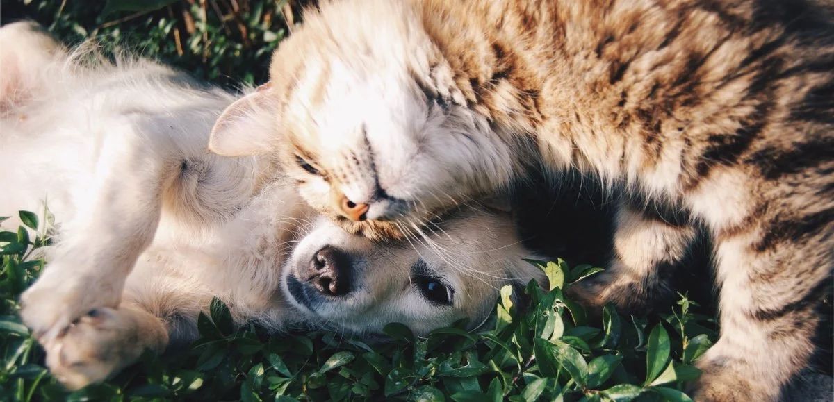 A cat and dog resting together