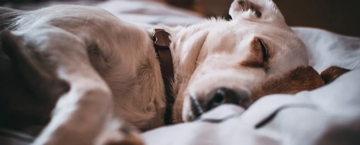 A dog sleeping peacefully