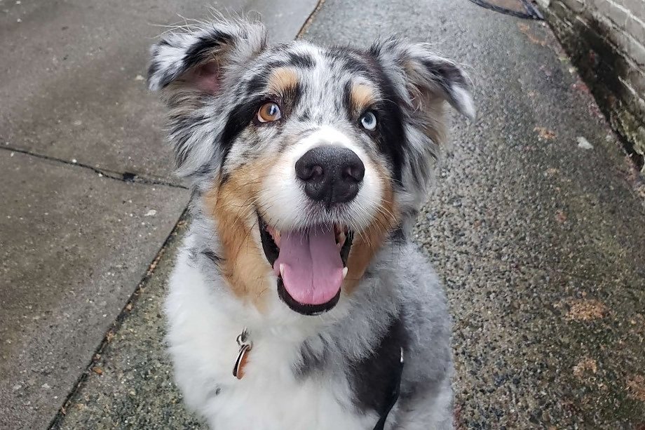 A happy Australian Shepherd looking up